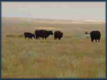 schneider ranch cattle grazing