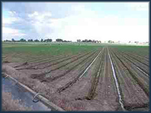  lake farm irrigated land